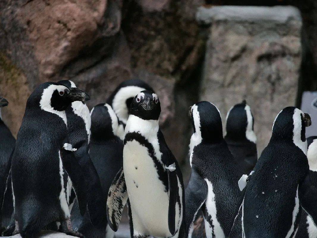 天气日渐炎热上海动物园企鹅漫步将暂停三个月