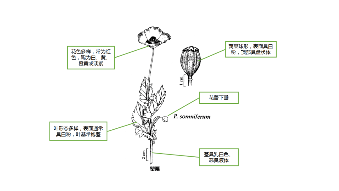 市自然保护地管护中心积极开展毒品原植物踏查工作