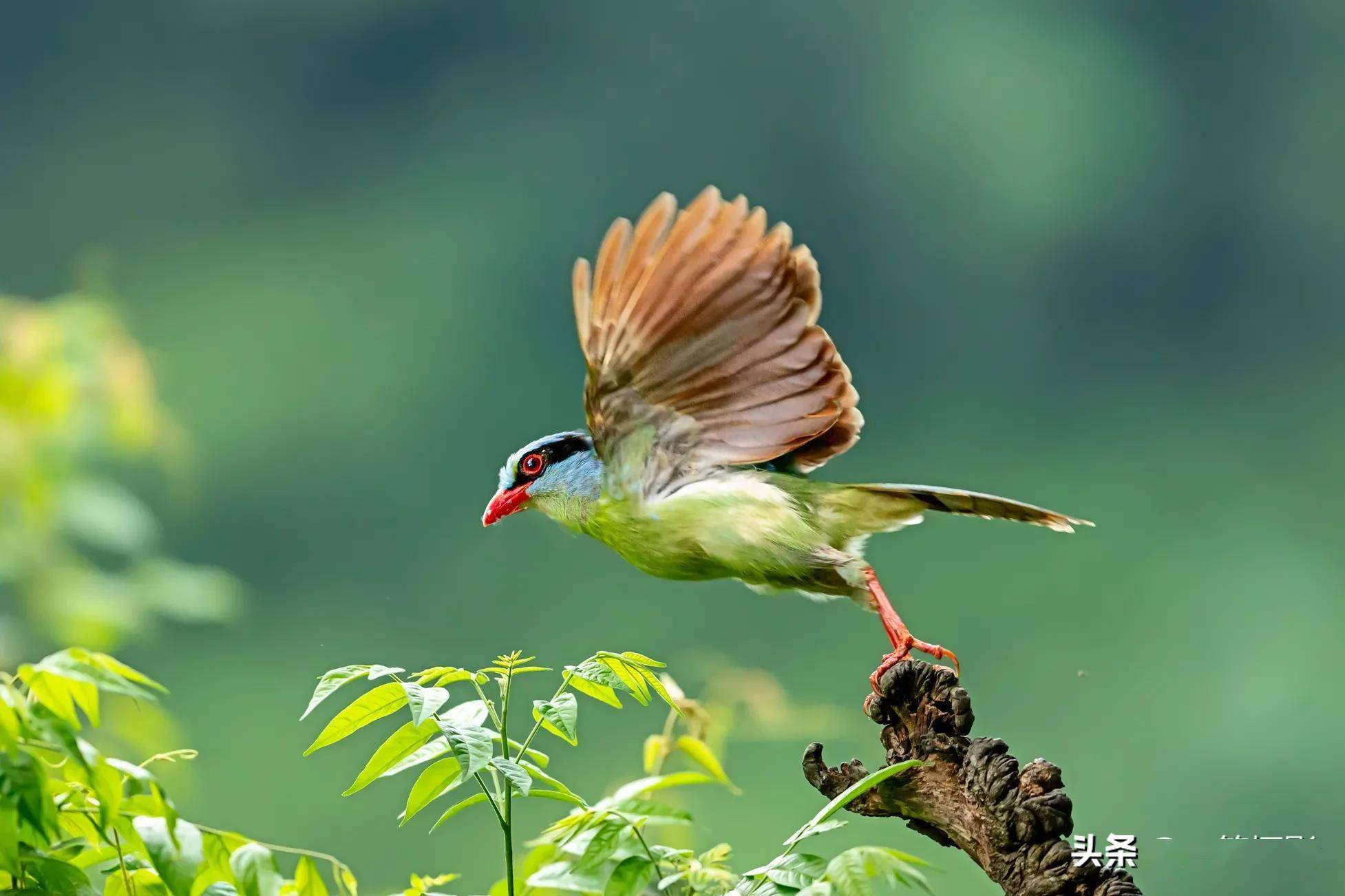 广西弄岗的明星鸟——印支绿雀.山水之间/摄影
