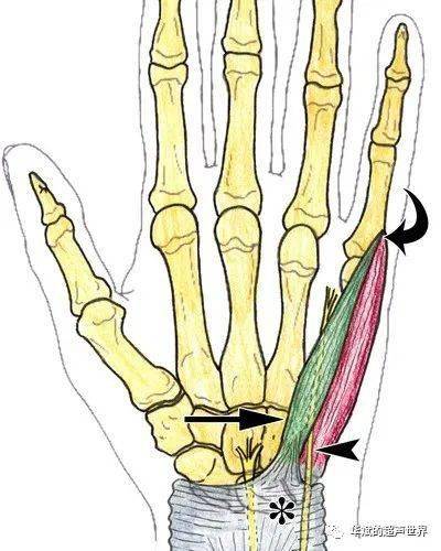 超声解剖61小指展肌副肌