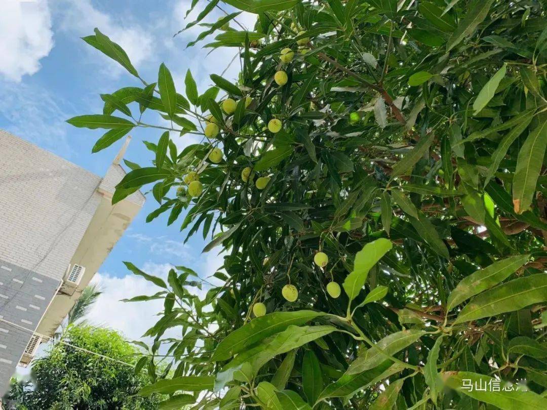 马山街头这种果熟了,能吃吗?_扁桃
