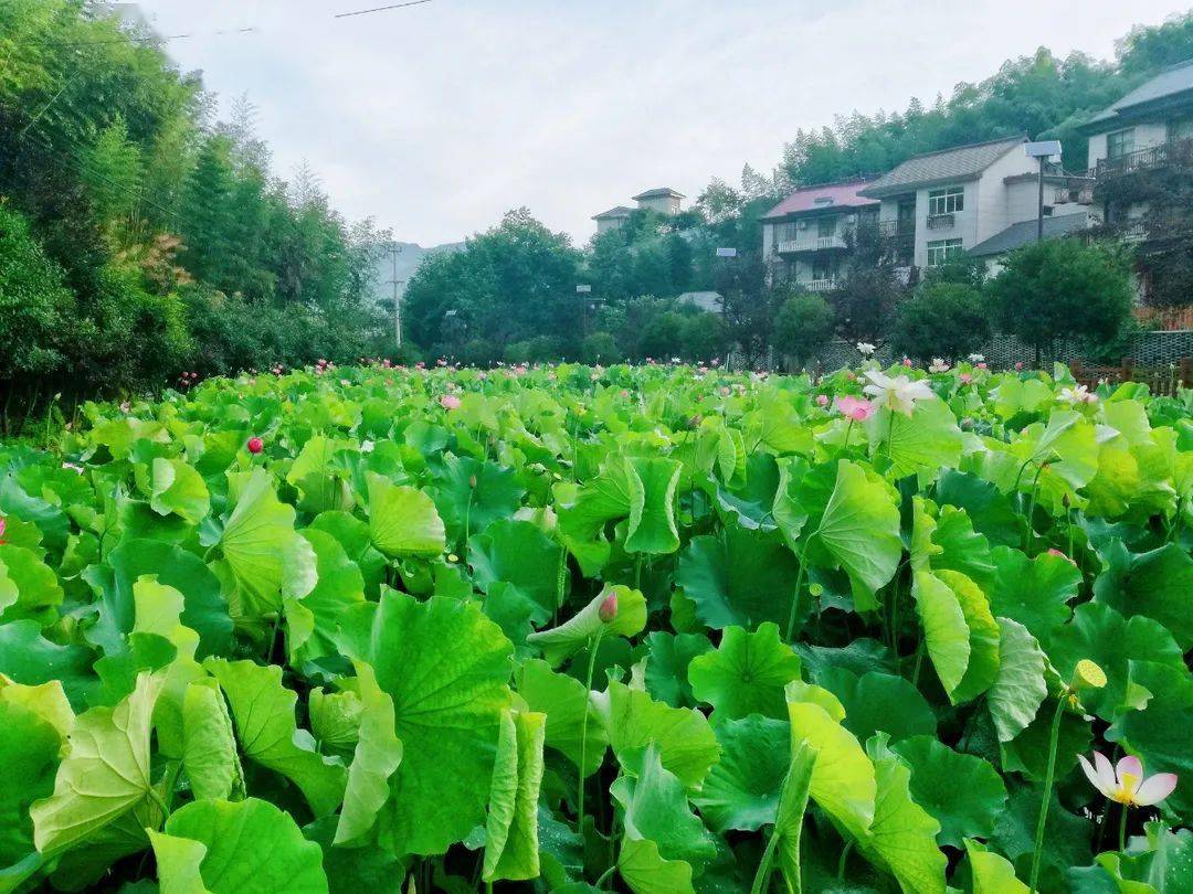 這樣打開桐廬的夏天,超