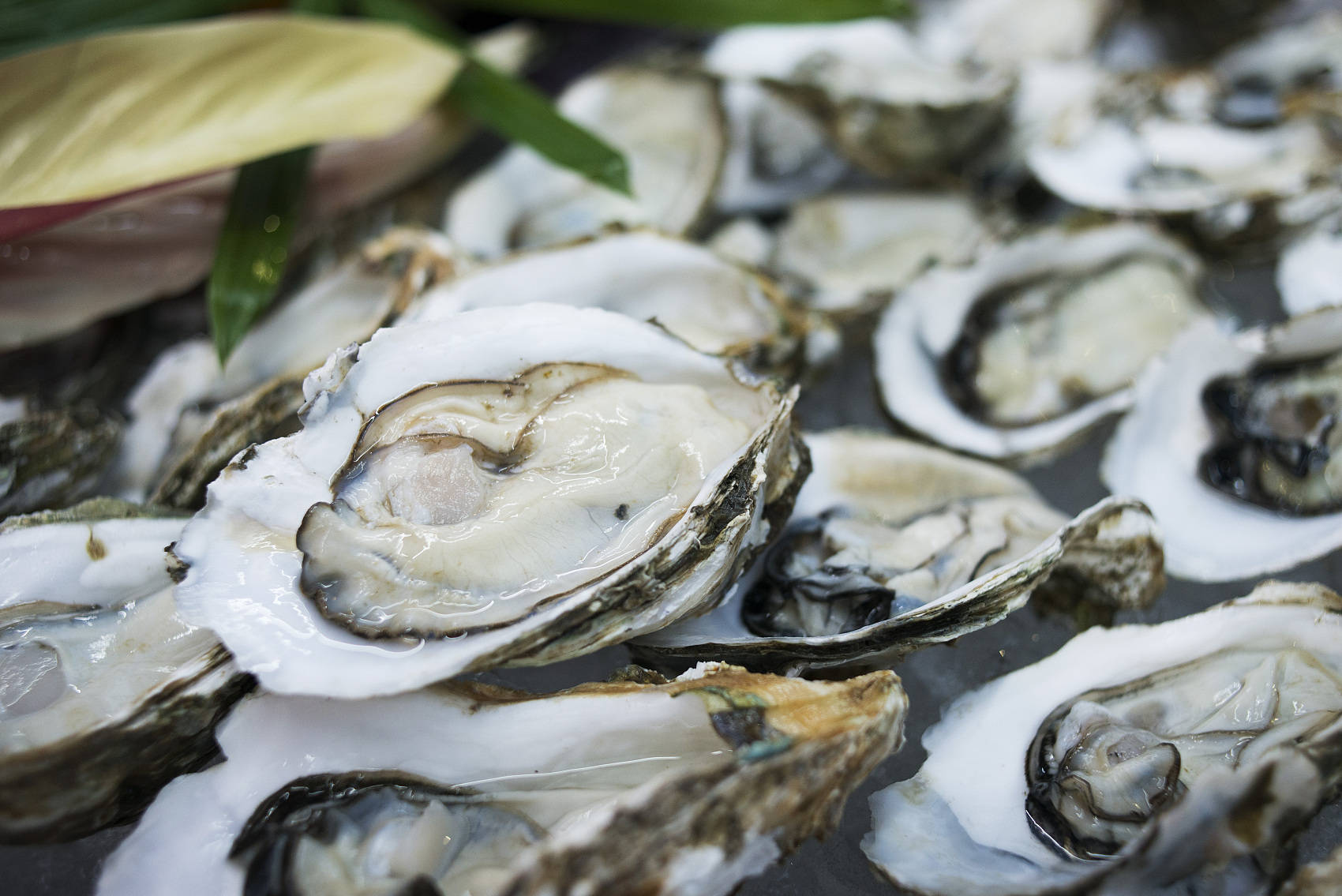 位于广东省东南沿海的汕尾市晨洲村,被誉为中国生蚝之乡.