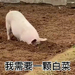 小猪拱白菜图片动态图图片