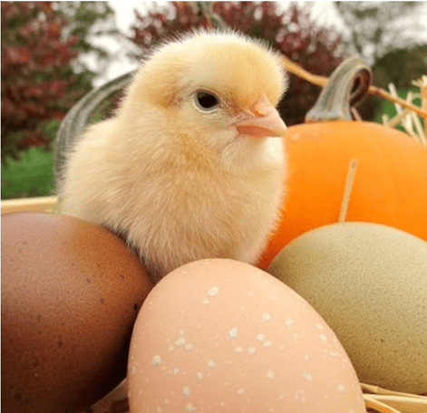 这个夏天,老外们都在排队"租鸡"…_母鸡