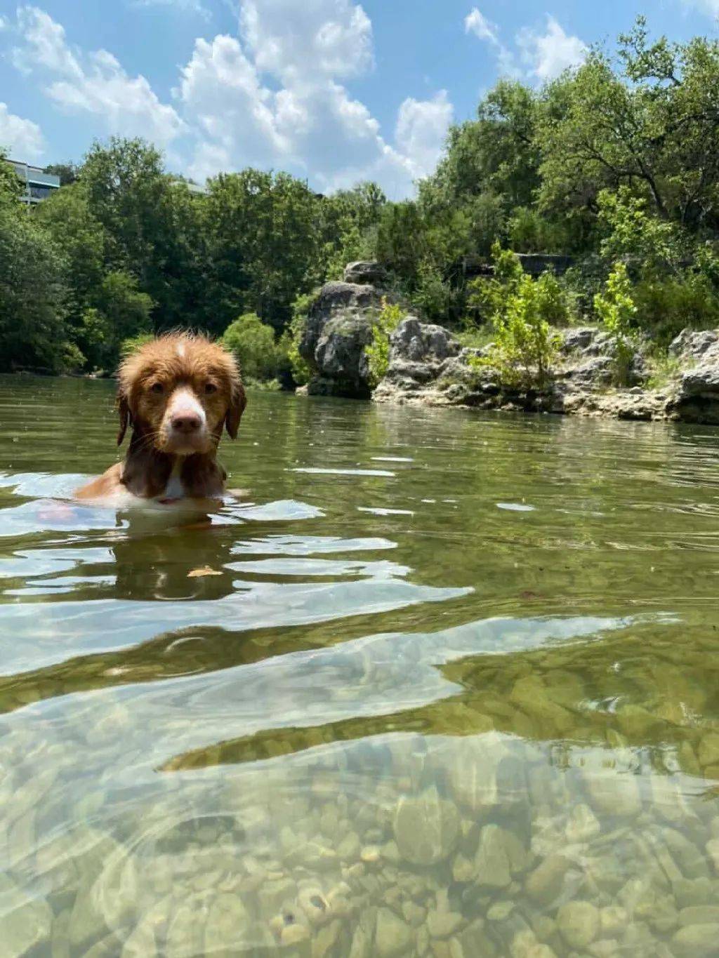 带狗子去河里游泳,结果这货的姿势.哈哈哈笑喷!
