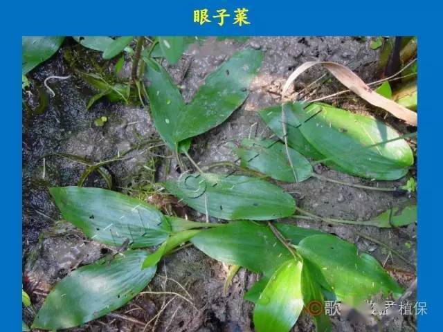 水稻田杂草高清图片收藏版