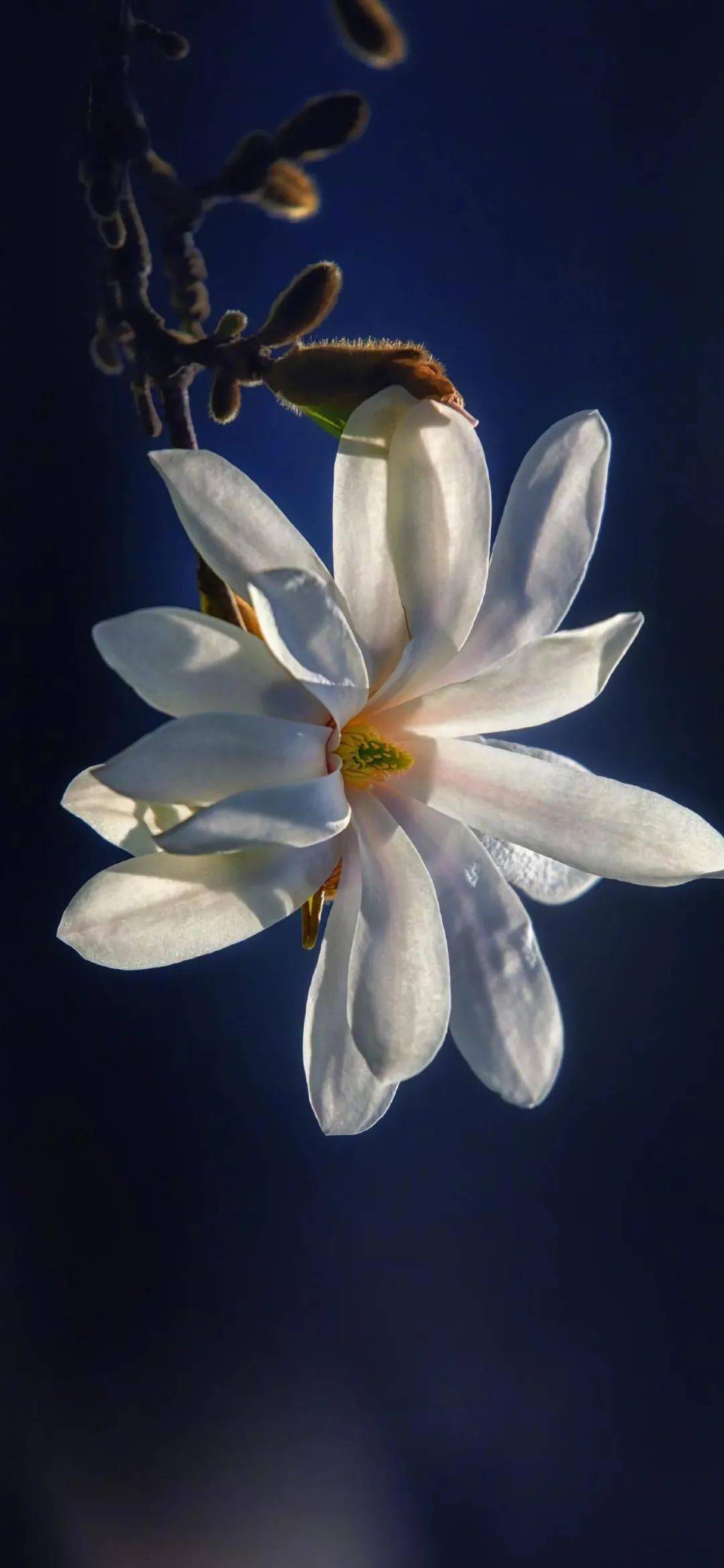 精选壁纸专属你的兰花