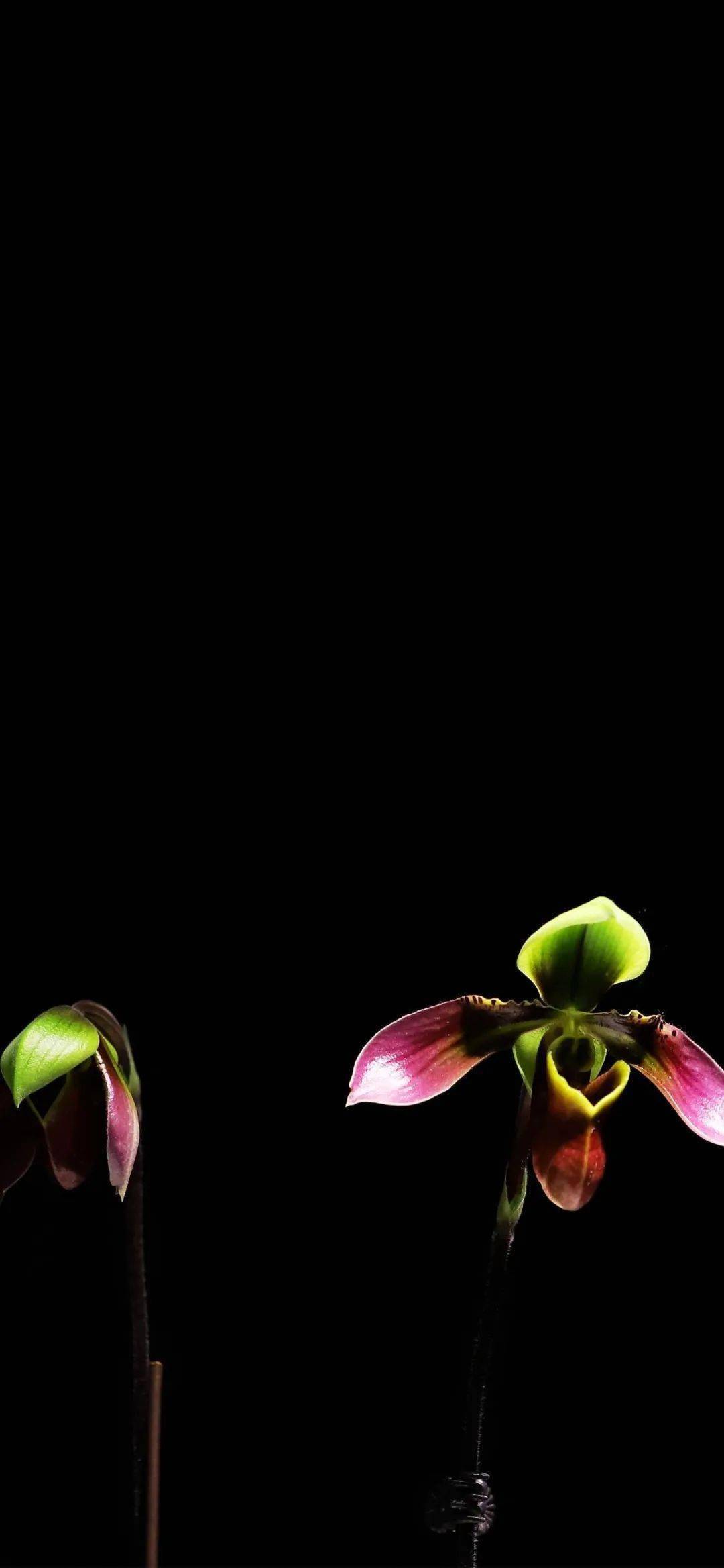 精选壁纸专属你的兰花