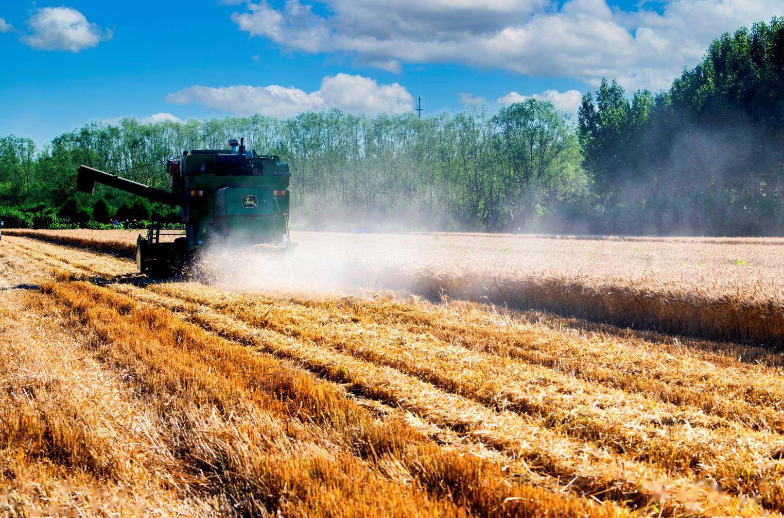 密云小麦喜获丰收,来看看热火朝天的麦收场面