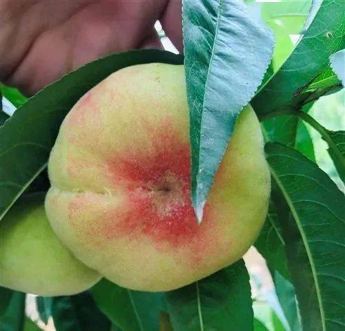 【新品】八台港朵子桃,蟠桃来啦!特价10元开抢!