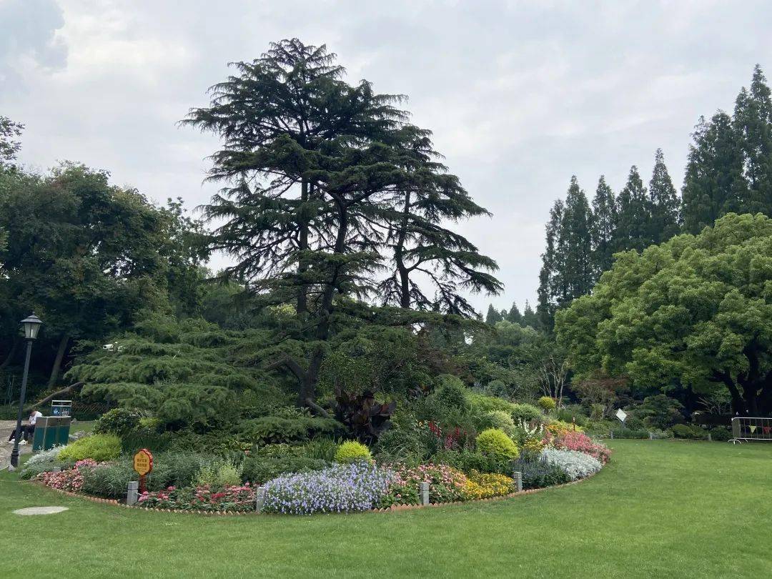 雪松林緣花鏡:繁華似錦迎百年三角花壇是中山公園一號門的視覺焦點,該