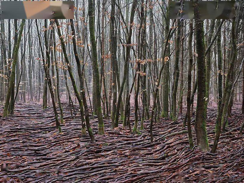 巨大的枯木浪花席卷德国森林