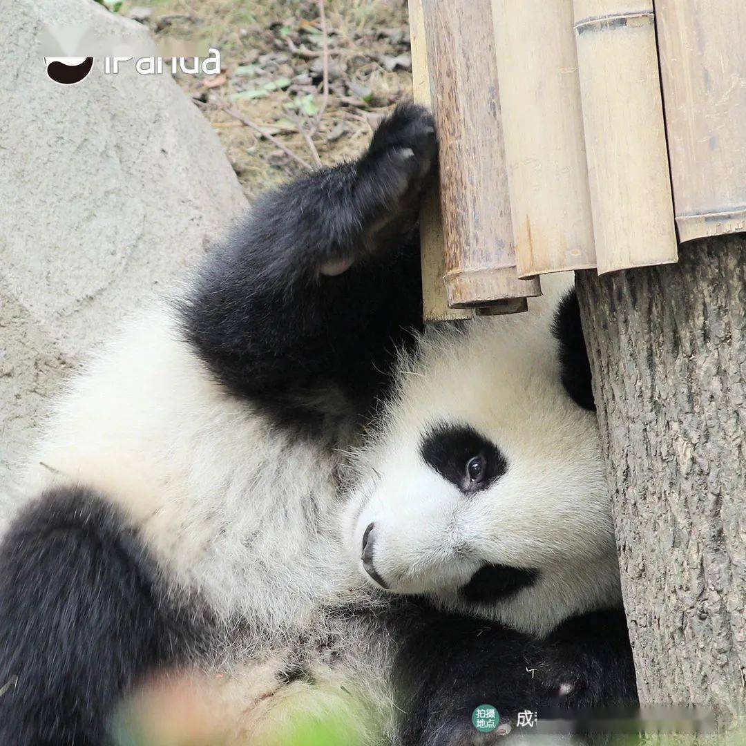 怎么当大熊猫的铲屎官 bfb8a29e63b94b72b03e95db8dfa51fd.jpeg