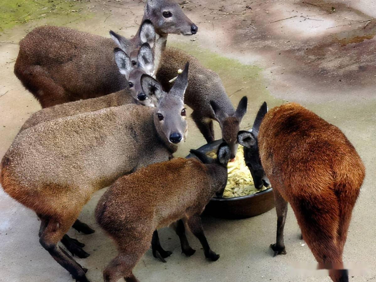 原麝头小,眼大,耳长而直立,尾短,四肢细长,后肢长于前肢,雌雄均无角