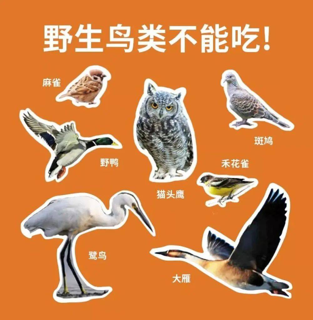 成语蛇雀什么_成语故事简笔画(4)