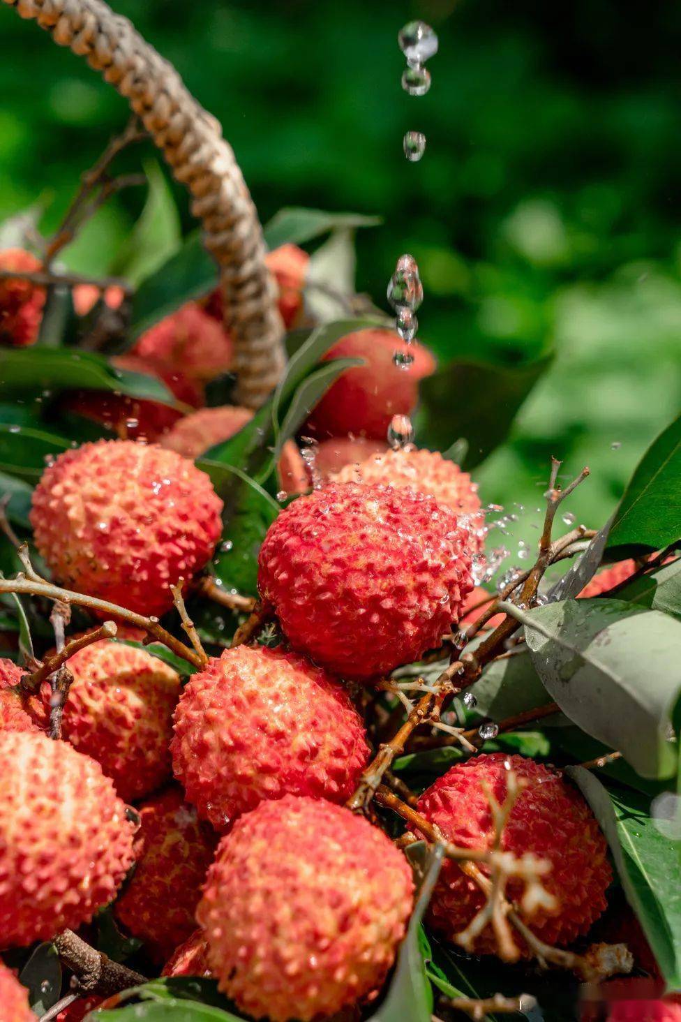 吃荔枝就要去灵山躺在树下吃饱桂味的感觉太爽