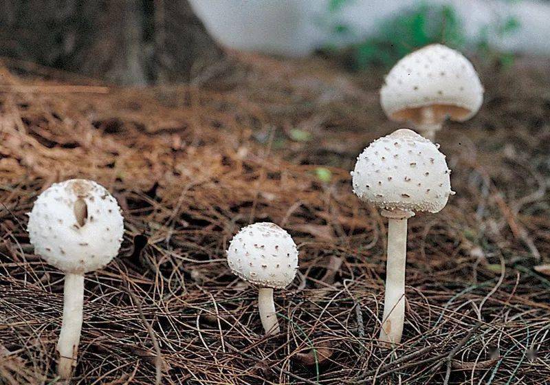 都知菌菇最養人那你知道它好在哪怎麼吃嗎