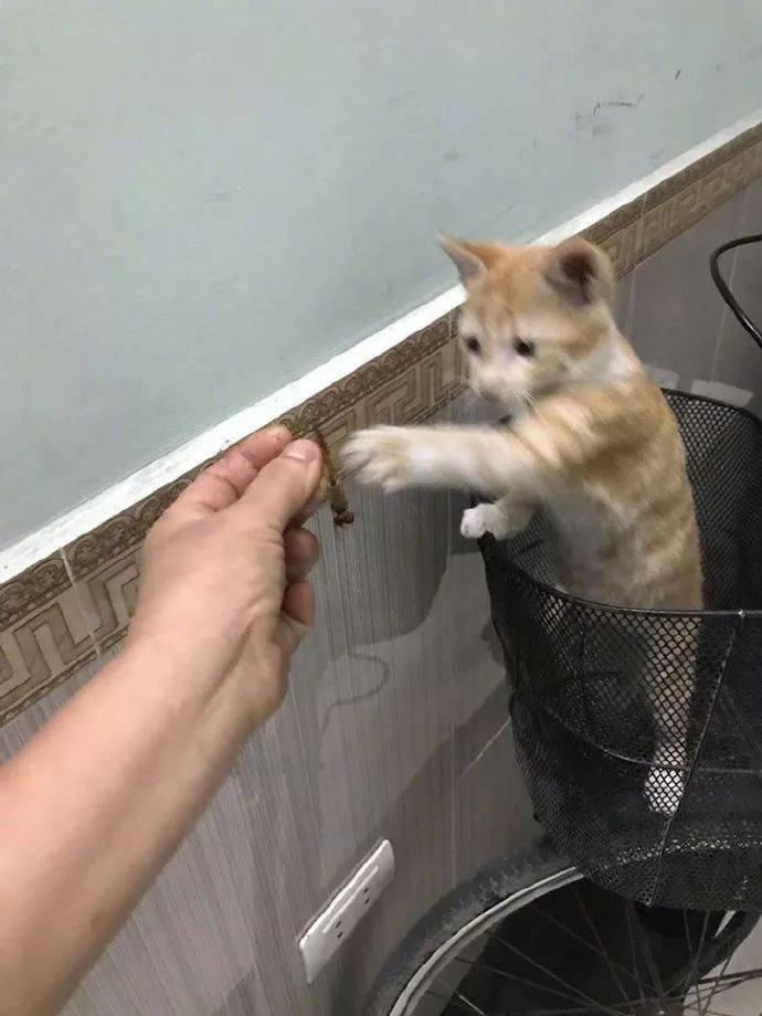 这只小猫想要抓飞进屋的蜻蜓,但抓不到,奶奶居然帮它抓到了!