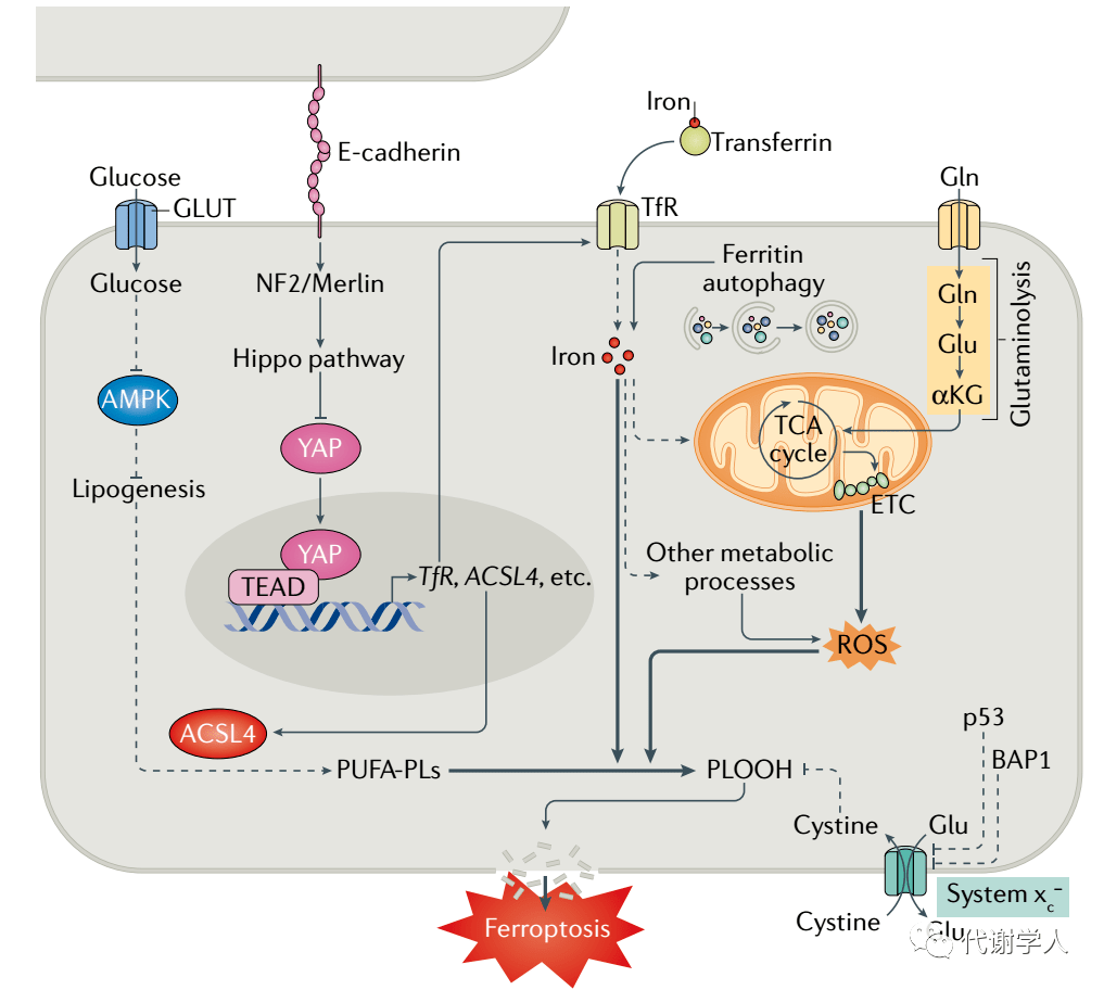 的调控作用是由上皮细胞钙粘蛋白(e-cadherin)介导的细胞间接触所介导