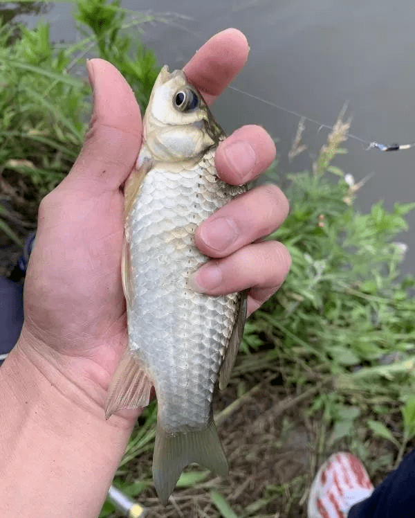 漂相乱时怎么办照我说的办上鱼快到没话说