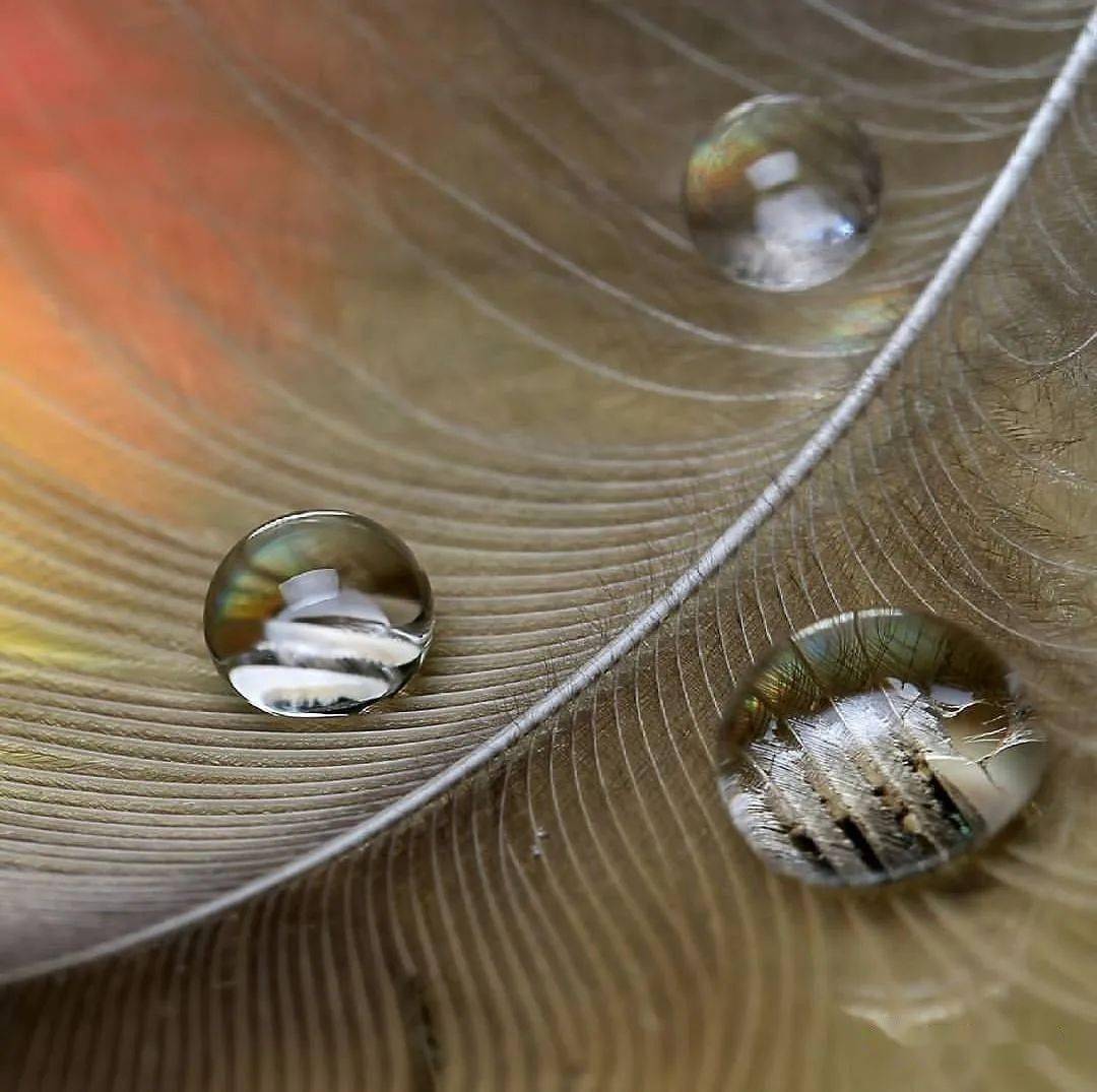 所以,在技术层面,微距摄影的关键就是景深与对焦控制.