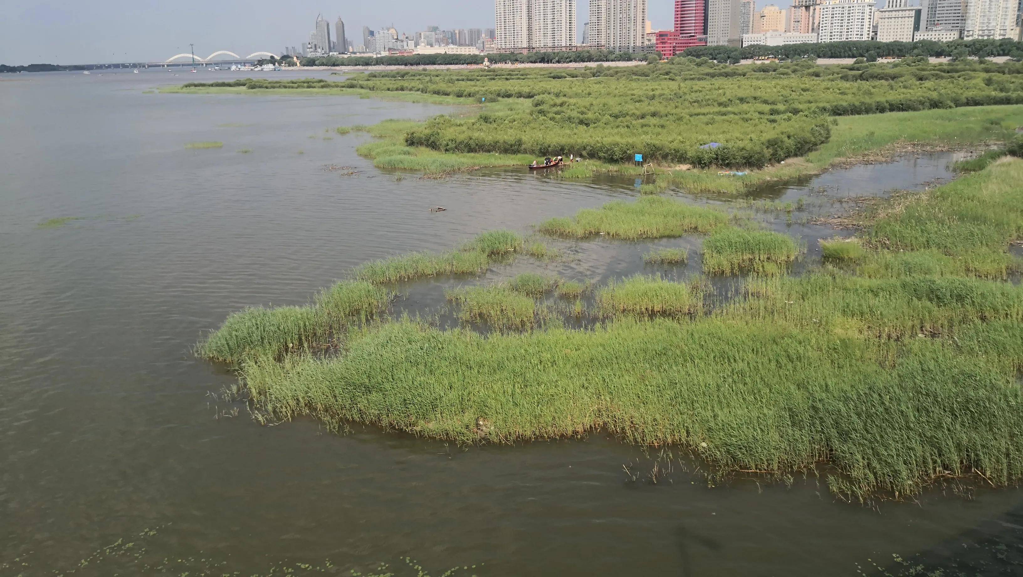 松花江水上涨,江心岛大部淹在水中现湿地美景