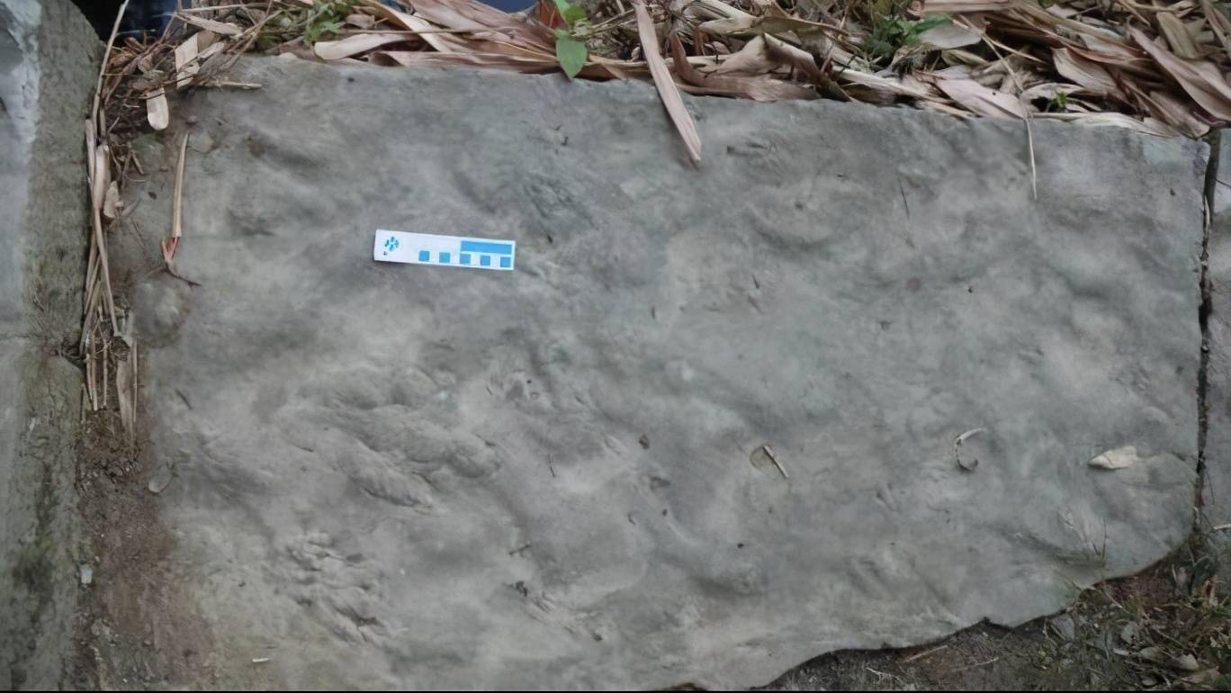 化石|四川自贡发现中国最小恐龙足迹，活体约麻雀大小