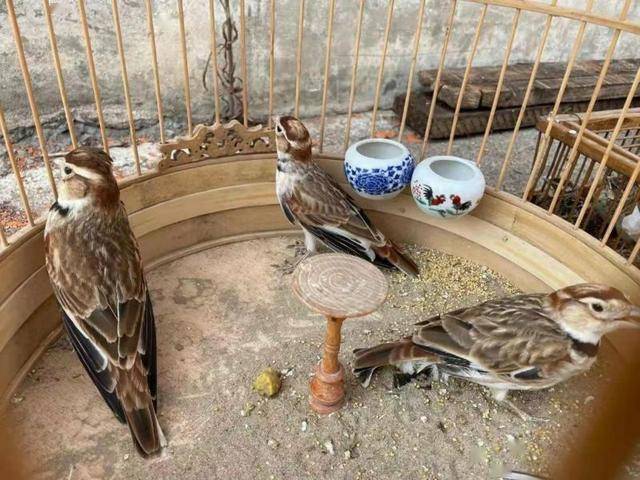 152只百灵获救!特大猎捕贩卖野生鸟类案告破