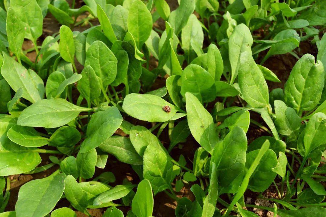 种个菜都这么美!