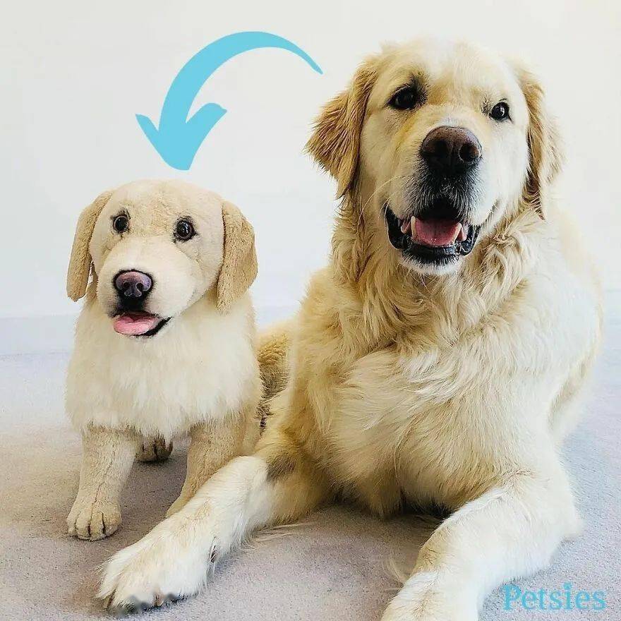 如何给狗狗做玩具 0515621914e249768d3026896df8e5d9.jpeg