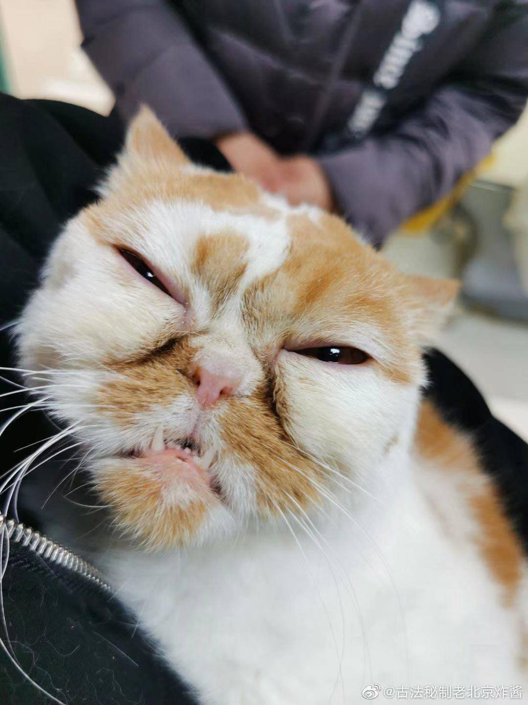 丑猫大赛来了!这么丑的猫咪你见过吗?