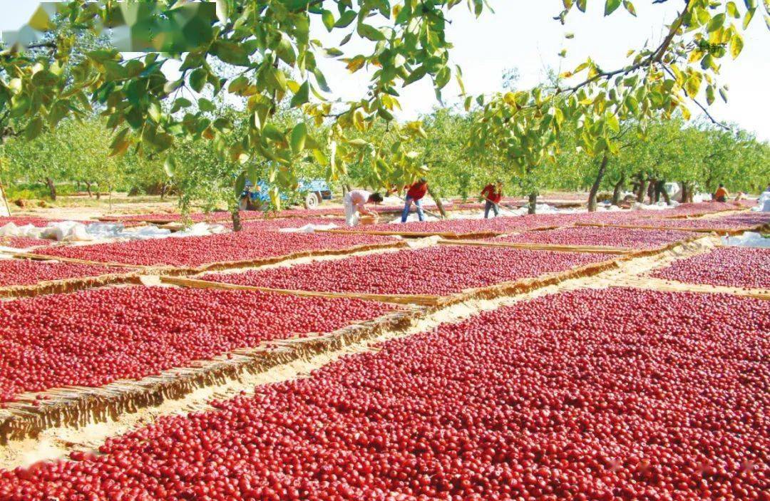 赞皇县素有"中国大枣之乡"之称.赞皇县位于东经114.38°,北纬37.