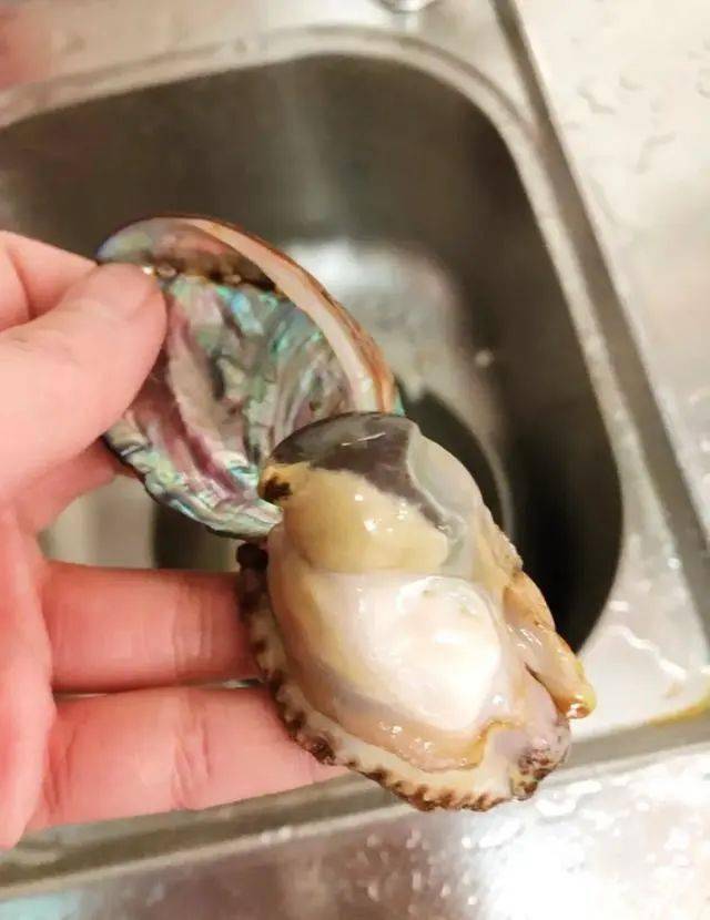 步骤2鲍鱼壳上下有一头圆,一头稍微尖一些,如果鲍鱼不大,就可以直接用