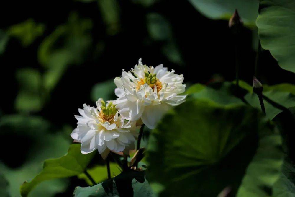 今夏"荷"你有约_荷花