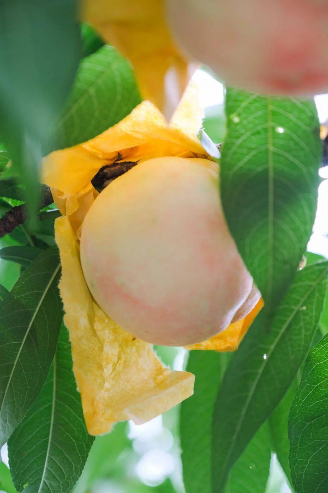 爆汁甜过初恋的奉化水蜜桃第二件半价