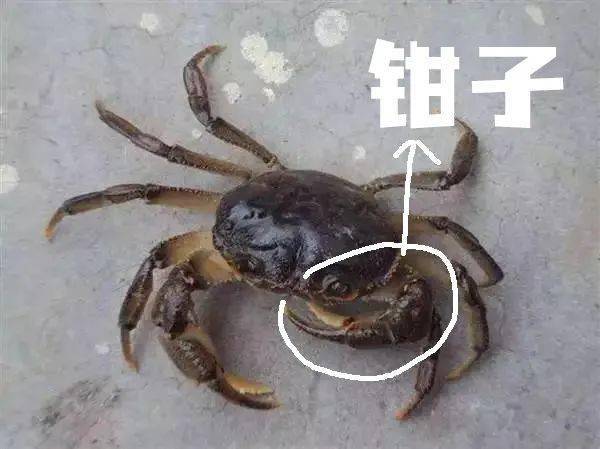 拳击蟹是标准的十足目 和龙虾啊,大螃蟹一样的 但是前面没有像样的大