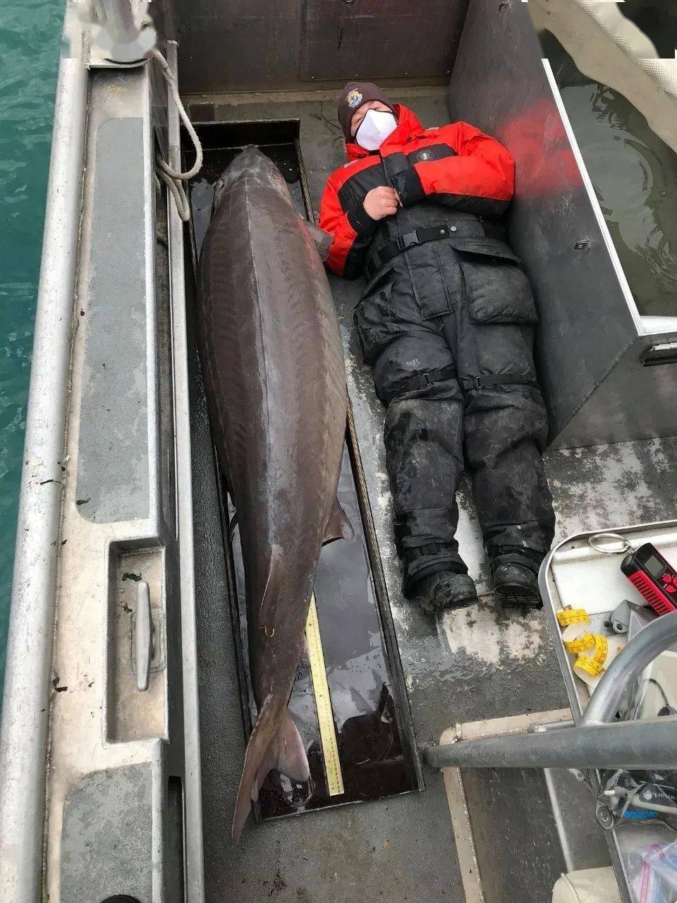 河中巨怪底特律河发现一只寿命超过百岁的超大鲟鱼