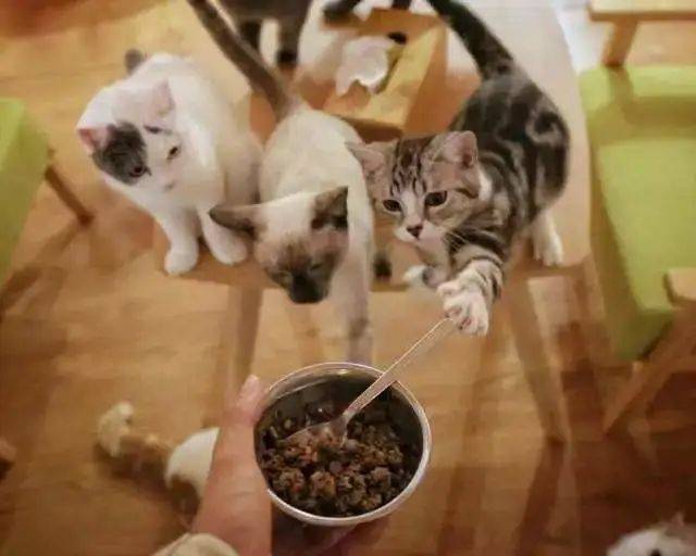 后颈|铲屎官养猫的坏习惯 ｜ 没错，说的就是你～