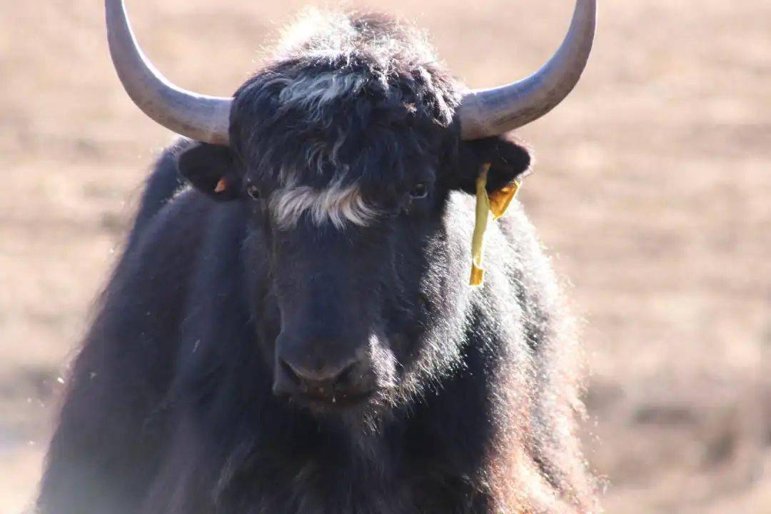 来自3500米高原的原生态牦牛奶鲜香甜润1杯营养顶4杯