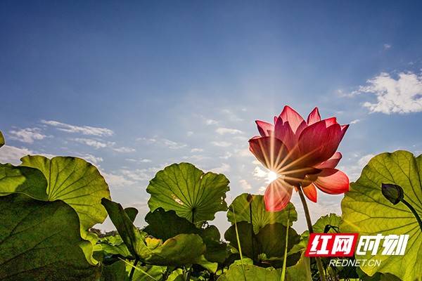 尔一池|夏日南湖：赠尔一池“荷” 一步一景 一叶一梦