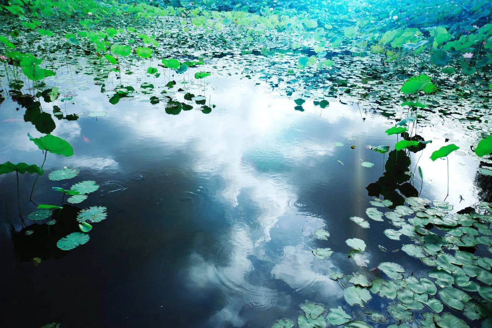 摄影作品欣赏·池塘,荷花,锦鲤