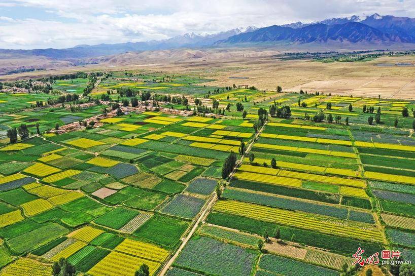 Zheng|Picturesque scenery of sea of flowers in N China’s Gansu Province