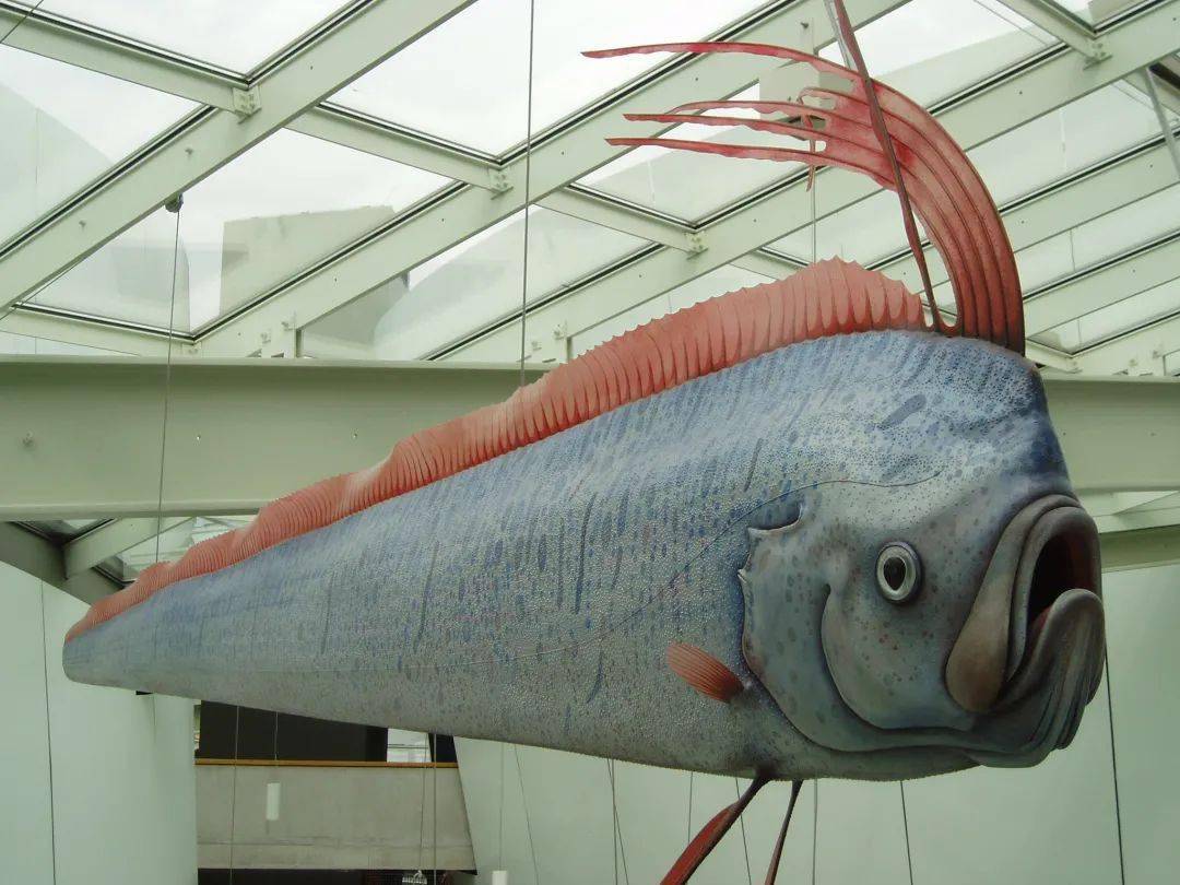 世界上最大的皇带鱼图片