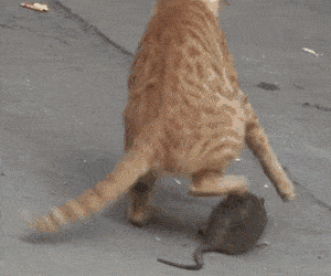 48c51d648a194818ae02fa312fdfb1bc.gif