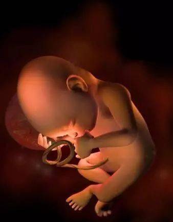 怀孕140周完整详细的胎儿发育过程图彩色3d图