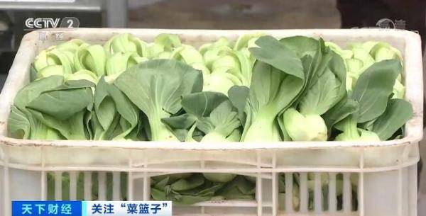 六月份全国蔬菜价格季节性回落全国蔬菜生产形势向好 品种