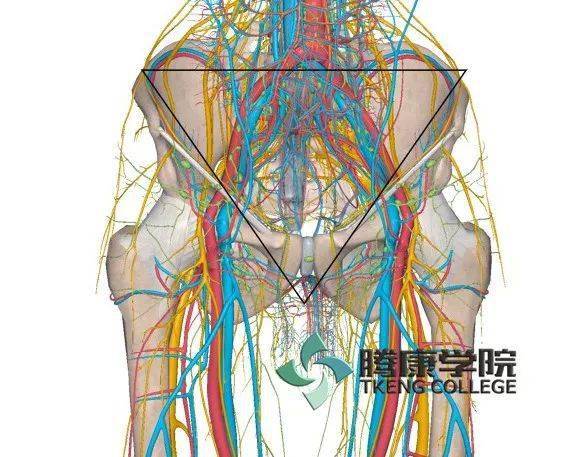 危险三角解剖图片