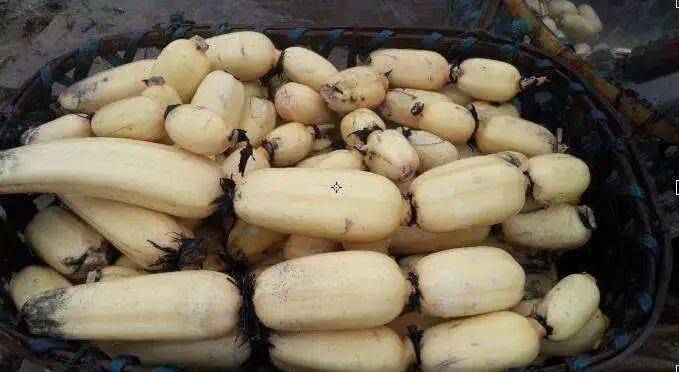 笋是酸性还是碱性 ea6557394eb64f3d9213942e63052f1d.jpeg