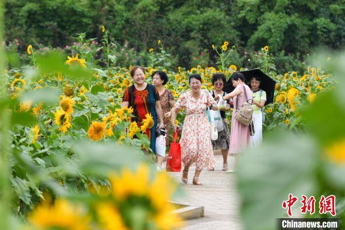 游客|长沙8万株向日葵盛开 游人初夏赏花